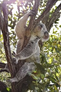 Low angle view of squirrel sitting on tree trunk