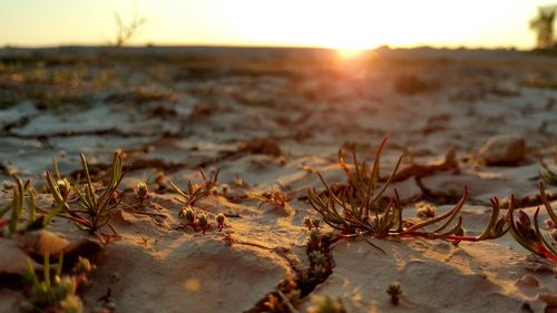 Close-up of plants on field against sunset