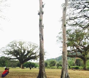 Trees growing in field