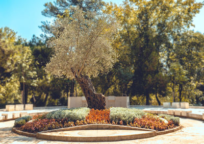 Trees in park during autumn