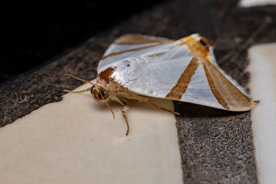 Close-up of insect