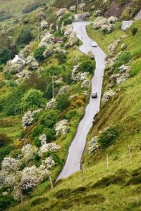 High angle view of road amidst trees and plants