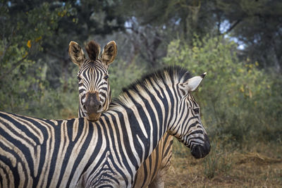 Portrait of zebra