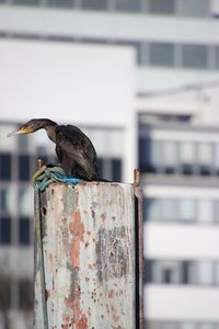 Close-up of bird perching on wooden post