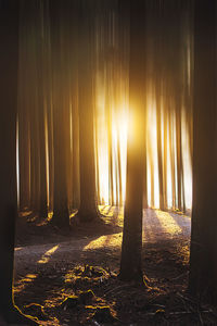 Sunlight streaming through trees in forest