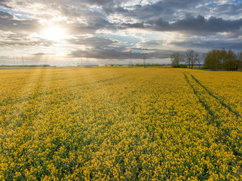 rapeseed