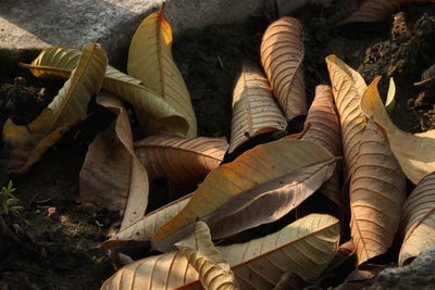 Close-up of dry leaves on field during autumn