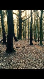 Trees in forest