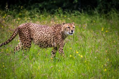 Full length of a cat