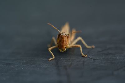 Close-up of spider