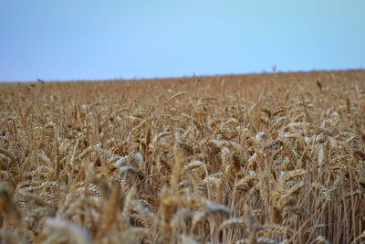 Wheat field against clear sky