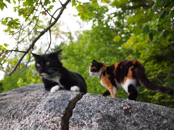 Black cat on rock