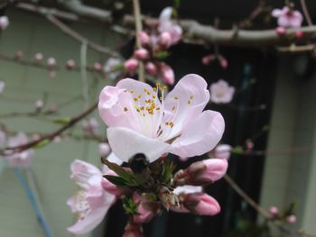 Close-up of pink cherry blossom