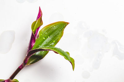 High angle view of plant against white background