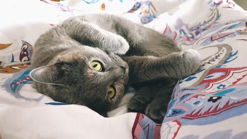 Close-up of a cat resting on bed