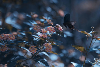 Close-up of butterfly pollinating on flower