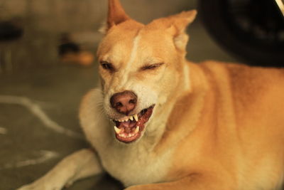 Close-up of a dog yawning