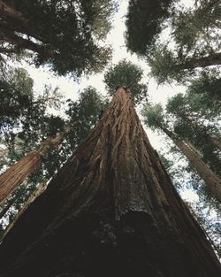 Low angle view of trees in forest