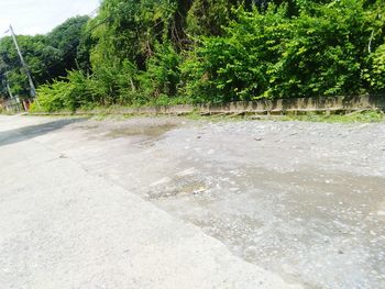 Road by trees in city