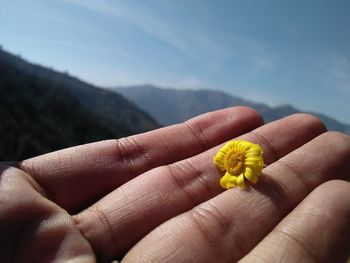 Close-up of hand holding yellow leaf