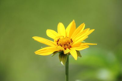 Close-up of yellow flower blooming outdoors