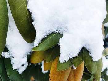 Close-up of snow covered leaves