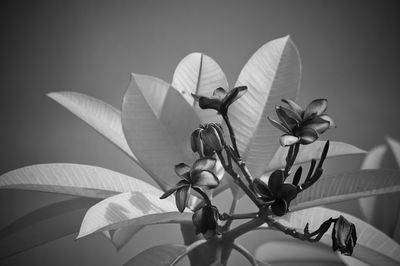 black and white