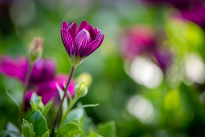 Close-up of pink flowering plant