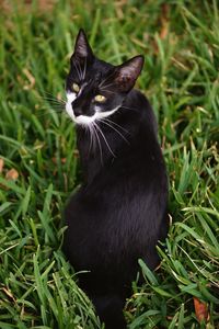 High angle portrait of cat sitting on grassy field