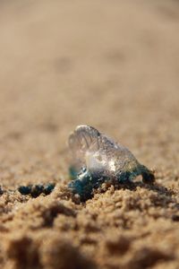 Close-up of seashell in water