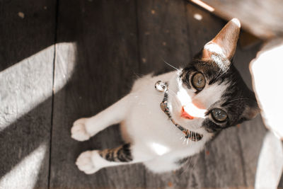 Close-up portrait of a cat