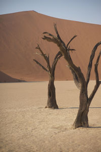 Namibian dried tree