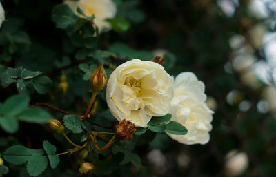 Close-up of rose plant