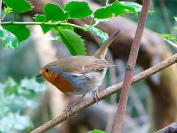 Close-up of bird perching on branch