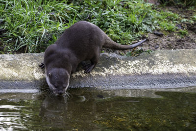 High angle view of an otter drinking water from a stream