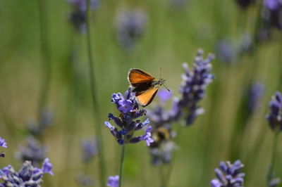 Close-up of butterfly pollinating on purple flower