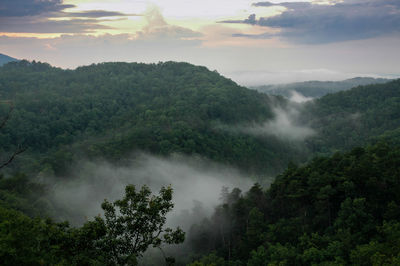 Scenic view of forest against sky