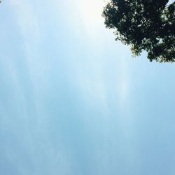 Low angle view of tree against sky