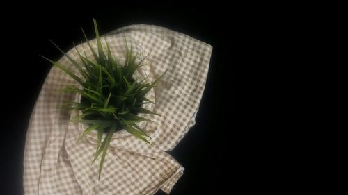 Close-up of potted plant against black background