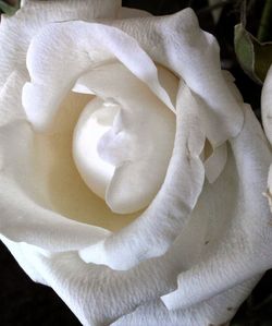Close-up of white rose blooming outdoors