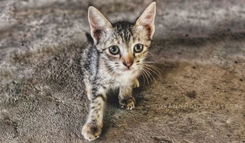 Portrait of tabby kitten