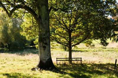 Trees in park against sky