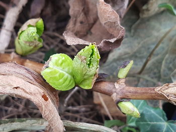 Close-up of fresh green leaves