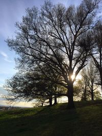 Sun shining through trees