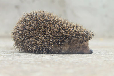 Close-up of hedgehog relaxing on footpath