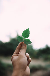 Close-up of hand holding plant