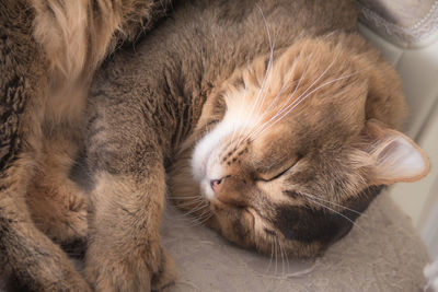 Close-up of cat sleeping