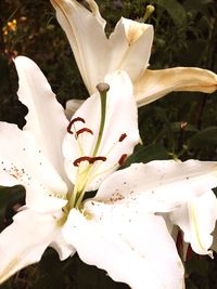 Close-up of cherry blossoms blooming outdoors