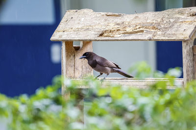 Close-up of bird perching on wooden post