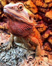 Close-up of lizard